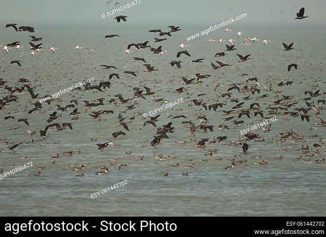 Flock of white-faced whistling ducks, fulvous whistling ducks and garganey. Oiseaux du Djoudj National Park. Saint-Louis. Senegal