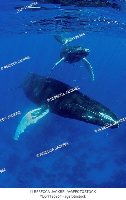 South America, Caribbean, Dominican Republic, Silver Bank  Humpback Whale with Calf