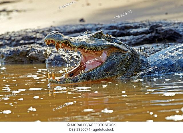 South America, Brazil, Mato Grosso, Pantanal area, Yacare caiman Caiman yacare, resting on the bank of the river, mouth open