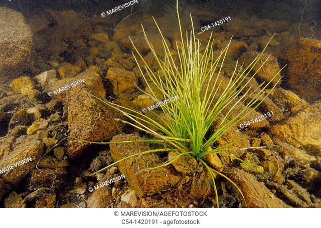 Freshwater plant, Quillwort (Isoetes velatum), Lagoon Laguna de Arbas, Leitariegos, Asturias, Spain