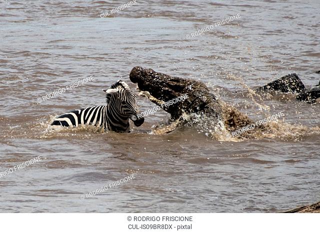 Nile crocodile attacking baby zebra crossing Mara River