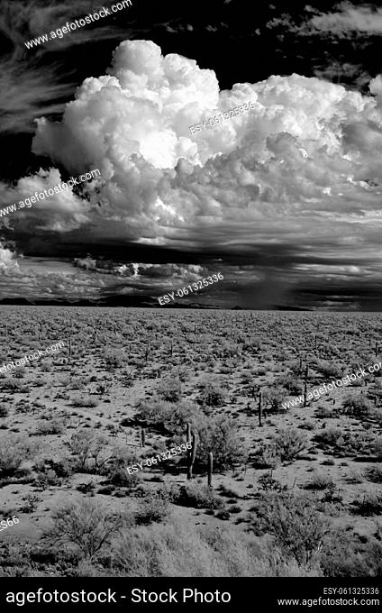 Sonora desert in Infrared central Arizona USA