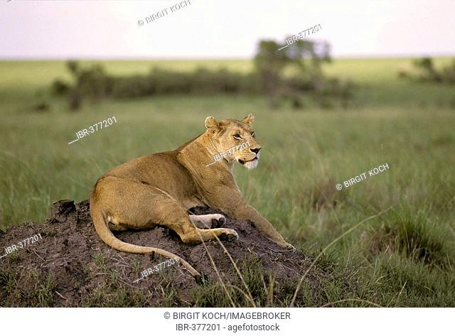 Lioness (Panthera leo) sitting on an earthhill, Masai Mara National Reserve, Kenya