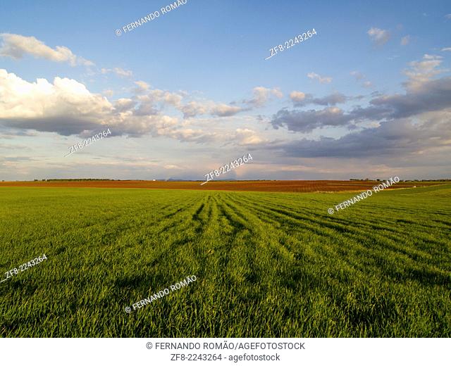 Young cereal field at Serpa, Portugal