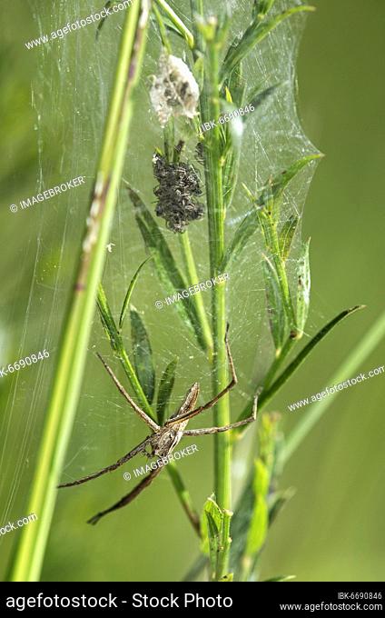 Female list spider (Pisaura mirabilis) guards her brood freshly hatched from the cocoon, Switzerland, Europe