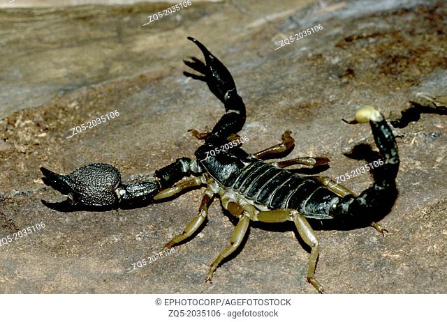 Black Scorpion from Borivali National Park, Mumbai