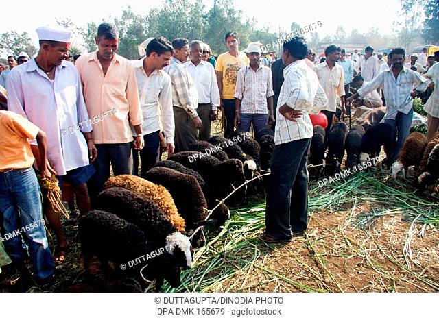 Cattle sell at village fair at Dadi  ; Belgaum ; Karnataka ; India