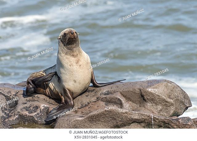 Colony of cape fur seals (Arctocephalus pusillus) on the shore in the Skeleton Coast Park, Namibia, Africa