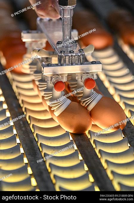 03 April 2023, Brandenburg, Wustermark: Fresh eggs from the producer association ""Brandenburger Bio-Ei GmbH"" are checked for quality and freshness with light...
