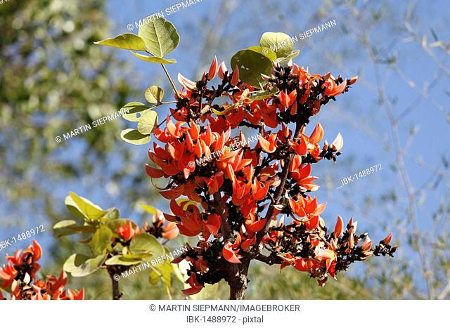 Flower of Kingshuk, Palash, Dhak, Flame of the Forest, Bastard Teak, Parrot Tree or Kesudo (Butea monosperma), Mudumalai National Park, Tamil Nadu, Tamilnadu