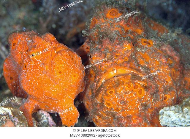 Painted Frogfishes - baby and adult (Antennarius pictus ). Indonesia