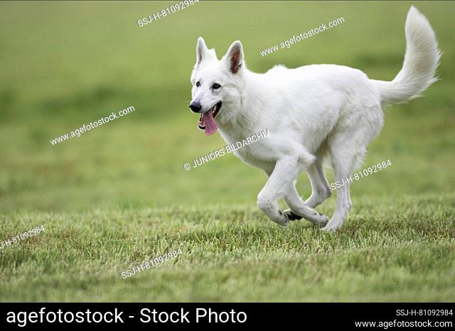 Berger Blanc Suisse, White Swiss Shepherd Dog. Adult dog running on a meadow. Germany