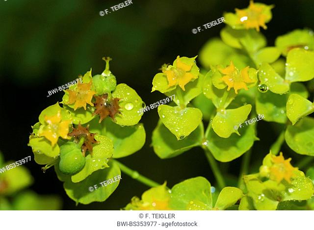Leafy spurge (Euphorbia esula), inflorescences, Germany