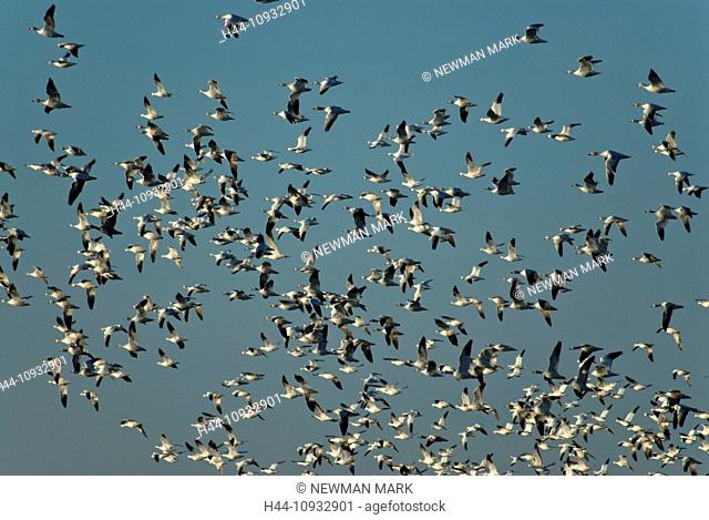 snow geese, geese, chen caerulescens, bosque del apache, national, wildlife, New Mexico, USA, United States, America, birds