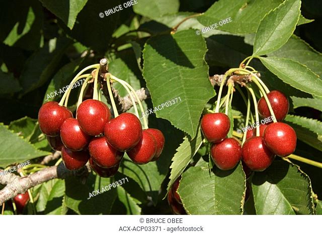 Ripe cherries in early summer, summerland, thompson-okanagan, british columbia, canada