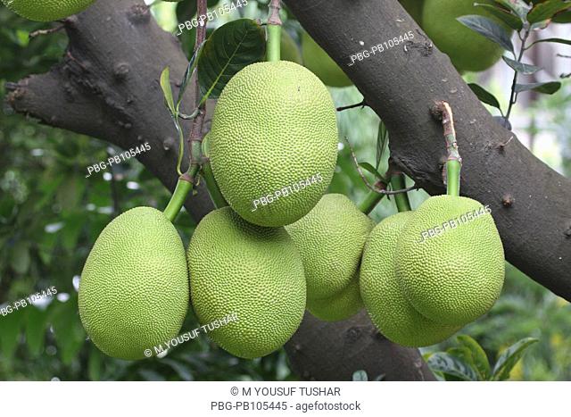 The Jackfruit, National fruit of Bangladesh Dhaka, Bangladesh June 2008