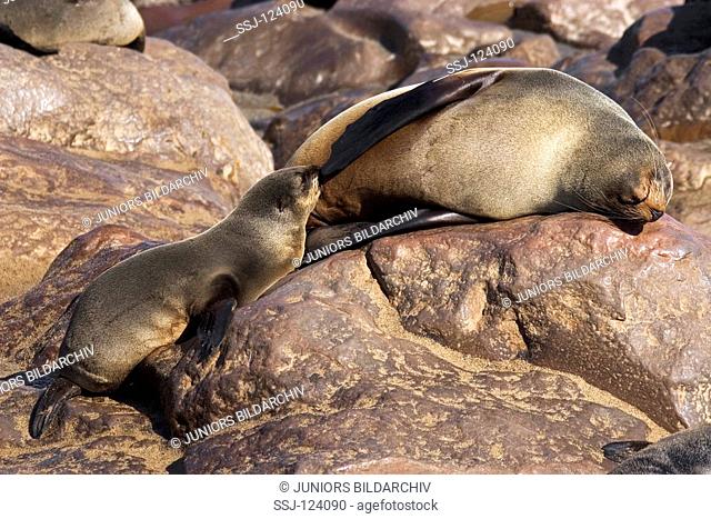 South African fur seal - suckling cub / Arctocephalus pusillus