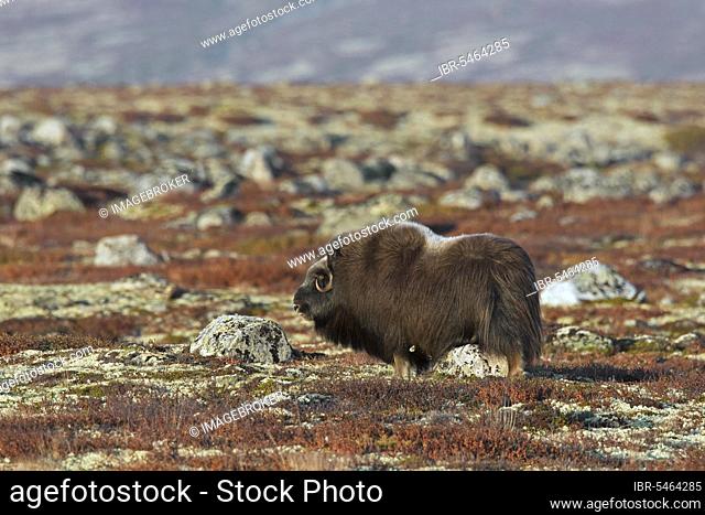 Musk oxes (Ovibos moschatus) female on the tundra in autumn, Dovrefjell-Sunndalsfjella National Park, Norway, Europe