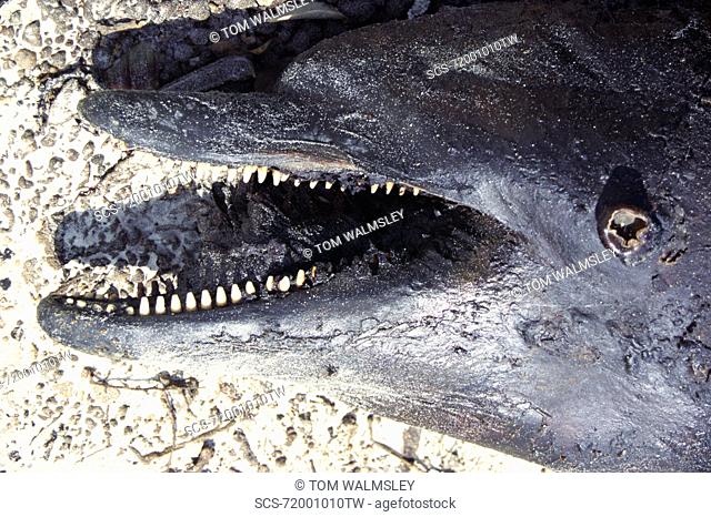 Bottlenose dolphin Tursiops truncatus aduncus washed up dead on a beach Sharp teeth visible Arabian Gulf, UAE