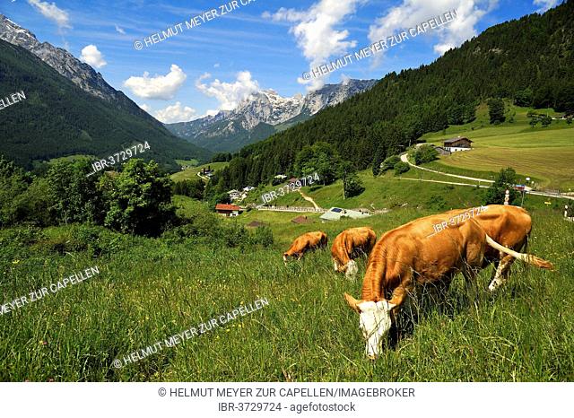 Grazing cows on a meadow in the Berchtesgaden Alps, Reiteralpe Mountain at the rear, Ramsau bei Berchtesgaden, Berchtesgadener Land District, Upper Bavaria