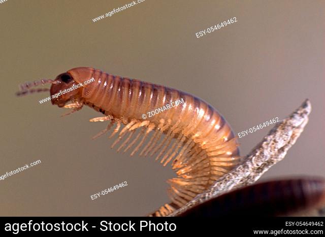 centipede on black sea coast vegetable-eating millipedes (Julidae, Pachyiulus flavipes). Night macro shot