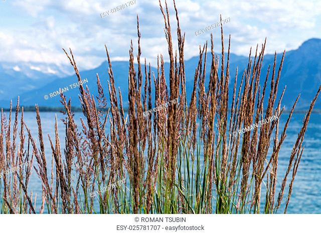 Grass against mountains and lake Geneva from the Embankment in Montreux. Switzerland