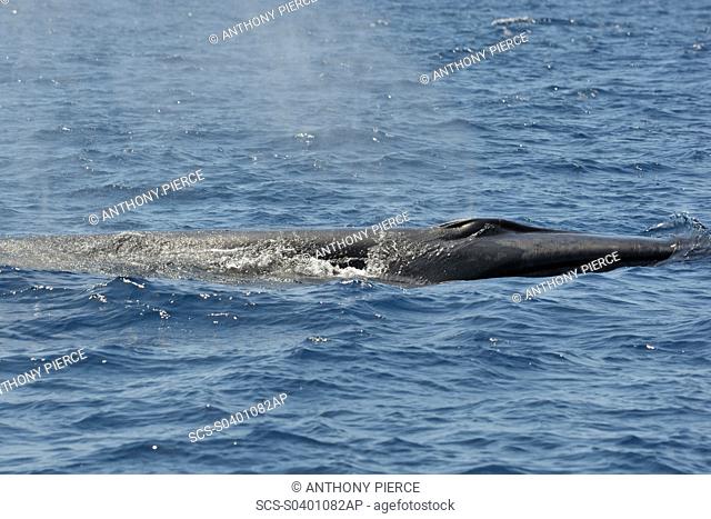 Sei Whale Balaenoptera borealis Azores, North Atlantic Taken 2008