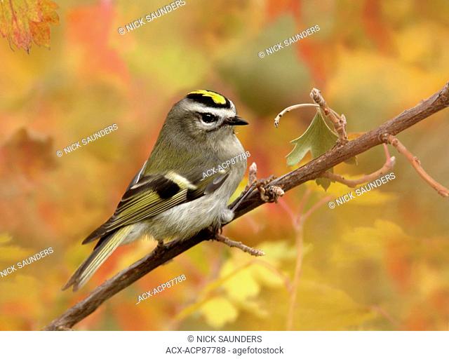Golden-crowned Kinglet, Regulus satrapa, perched on a branch in the Autumn in Saskatoon, Saskatchewan, Canada