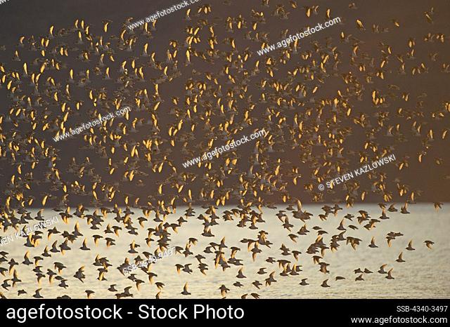 Flock of Dunlin Sandpipers (Calidris alpina) and Western Sandpipers (Calidris mauri) in flight over Hartney Bay, Copper River Delta, Cordova, Alaska, USA