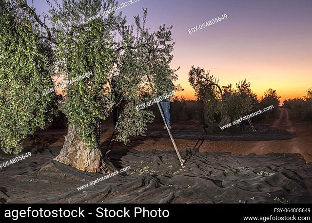 Laborers on the stepladder collecting olives at dawn. Table olives harvest season scene