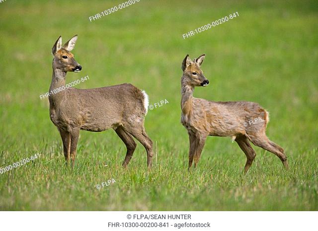 Roe Deer Capreolus capreolus doe with young buck, alert, standing in fallow field, Oxfordshire, England