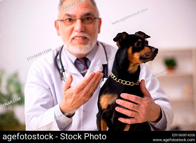 Old vet doctor examining dog in the clinic