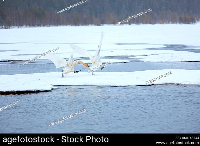 Swans on partially frozen lake in Finland at spring