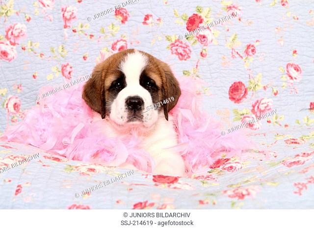 St. Bernard Dog. Puppy (7 weeks old) lying in pink feather boa on a blue blanket with rose flower print. Germany