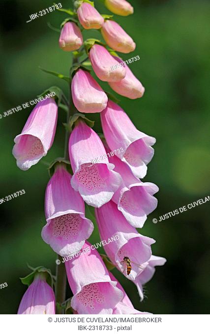 Common foxglove, purple foxglove or lady's glove (Digitalis purpurea), pink form, medicinal plant, poisonous plant