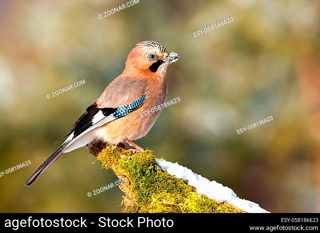 Alert eurasian jay, garrulus glandarius, sitting on branch in wintertime. Attentive bird with blue stripe on wings observing on mossy twig covered with snow