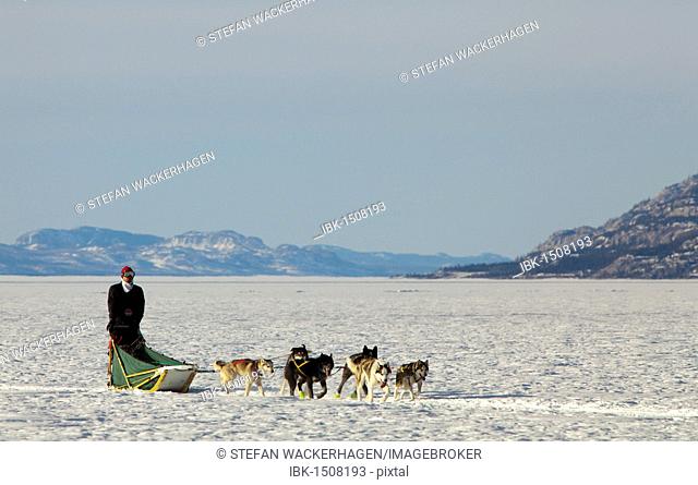 Man, musher running, driving a dog sled, team of sled dogs, Alaskan Huskies, mountains behind, frozen Lake Laberge, Yukon Territory, Canada