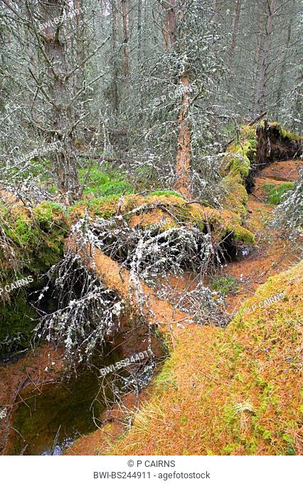 larch Larix spec., Fallen trees creating rich diverse undergrowth in larch plantation, United Kingdom, Scotland, Cairngorms National Park, Glenfeshie