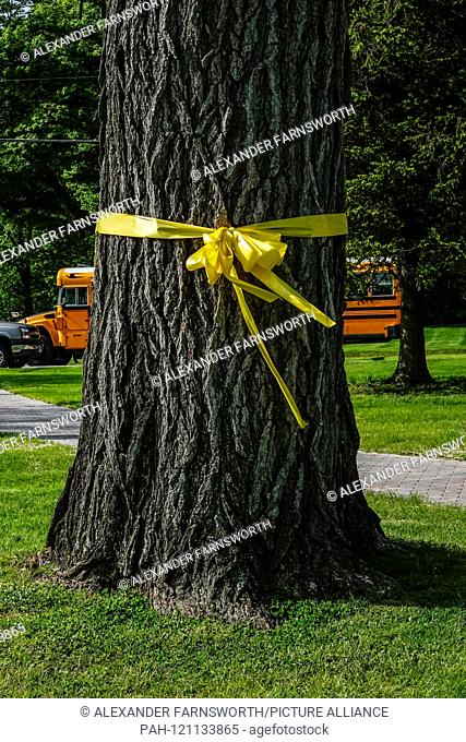 Litchfield, Connecticut, USA A yellow ribbon tied around a tree. - 2019 | usage worldwide. - Litchfield/Connecticut/United States of America