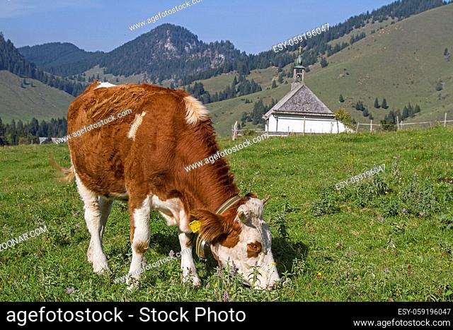 Kuh weidet vor der kleinen Bergkapelle St. Leonhard auf einer Wiese des oberen Sudelfelds