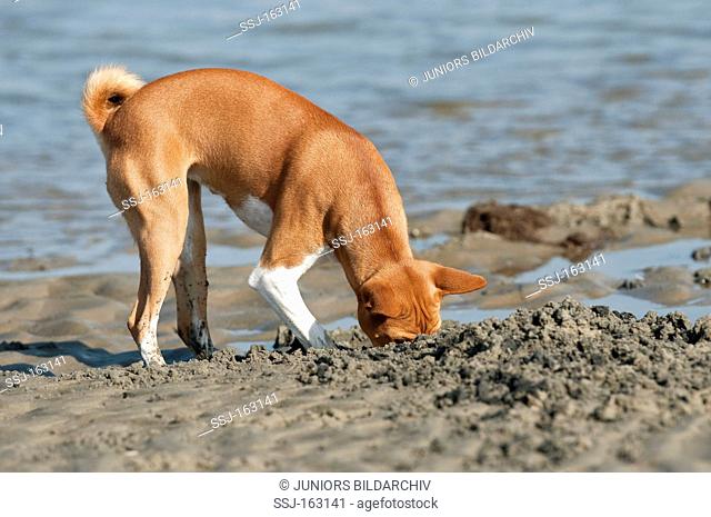 Basenji dog digging a hole