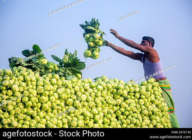 Bangladesh â. “ January 24, 2020: Labors are uploading Kohlrabi cabbage in plastic mesh bags for export in local market at Savar, Dhaka, Bangladesh
