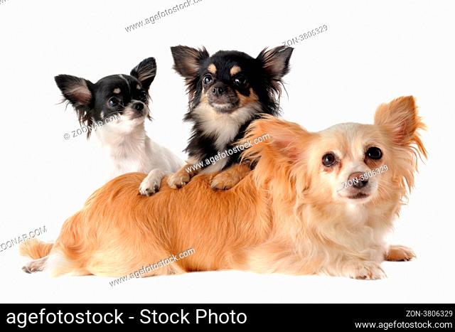 portrait of a cute purebred puppies and adult chihuahuas in front of white background