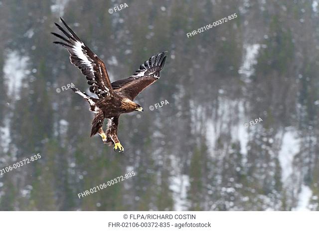 Golden Eagle Aquila chrysaetos immature, in flight, snow covered mountain slope in background, Norway, winter