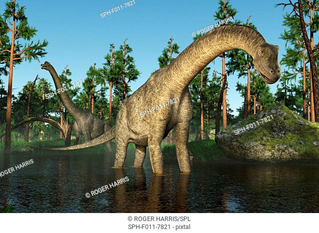 Brachiosaurus, computer illustration