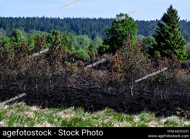Illustration shows some burnt vegetation on the scene of a fire in the Hautes Fagnes between Ternell and Mutzenich, near the Belgian-German border
