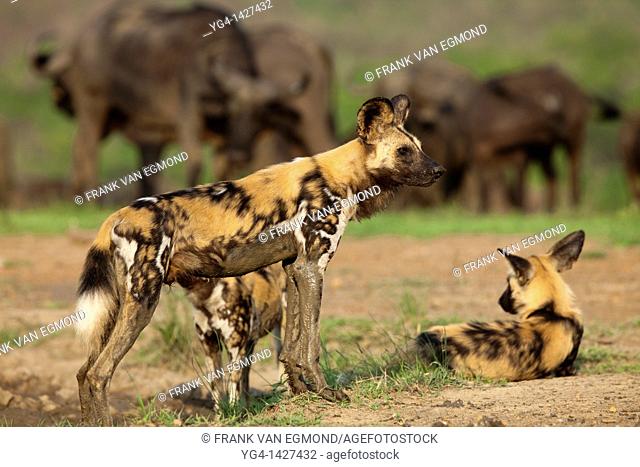 African Wild Dogs Lycaon pictus   Endangered species  At a waterhole with a herd of buffalo in the background   Hluhluwe Imfolozi Game Reserve  Kwazulu-Natal