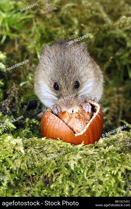 Old World Harvest Mouse (Micromys minutus) feeding on hazel nut, Germany, Europe