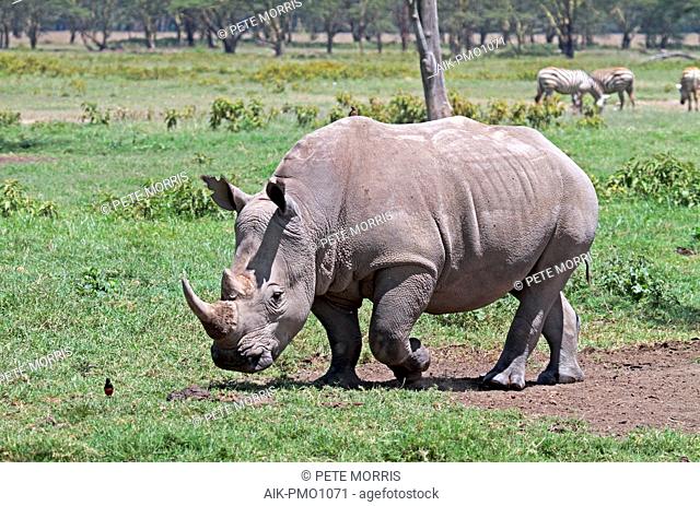 White Rhinoceros (Ceratotherium simum) walking on the savannah