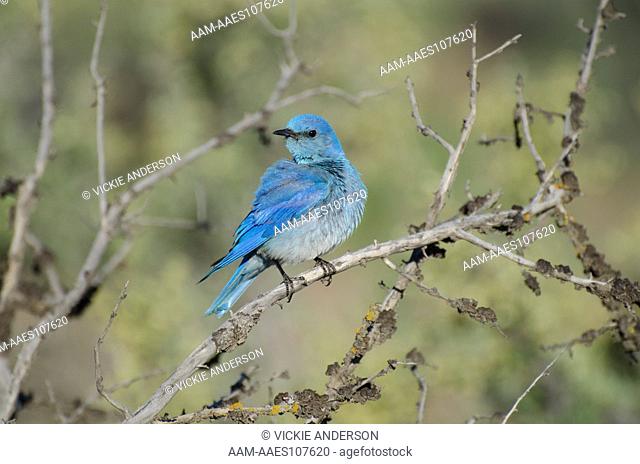 Mountain Bluebird, Sialia currucoides, male, Eastern Washington